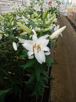 [5274 Siberia 2N No01.JPG]